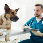 Στείρωση σκύλου, σκύλος σε κτηνιατρείο