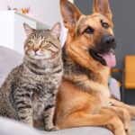 Γάτα και σκύλος στο ίδιο σπίτι Πώς θα συμβιώσουν αγαπημένα στο σπίτι