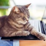 Γιατί η γάτα κάθεται στο πληκτρολόγιο