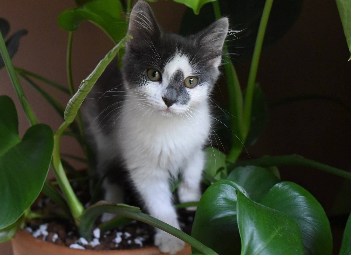 Γιατί οι γάτες τρώνε φυτά
