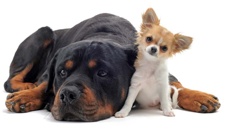 Γιατί τα μικρά σε μέγεθος σκυλιά ζουν περισσότερο τα μεγαλόσωμα