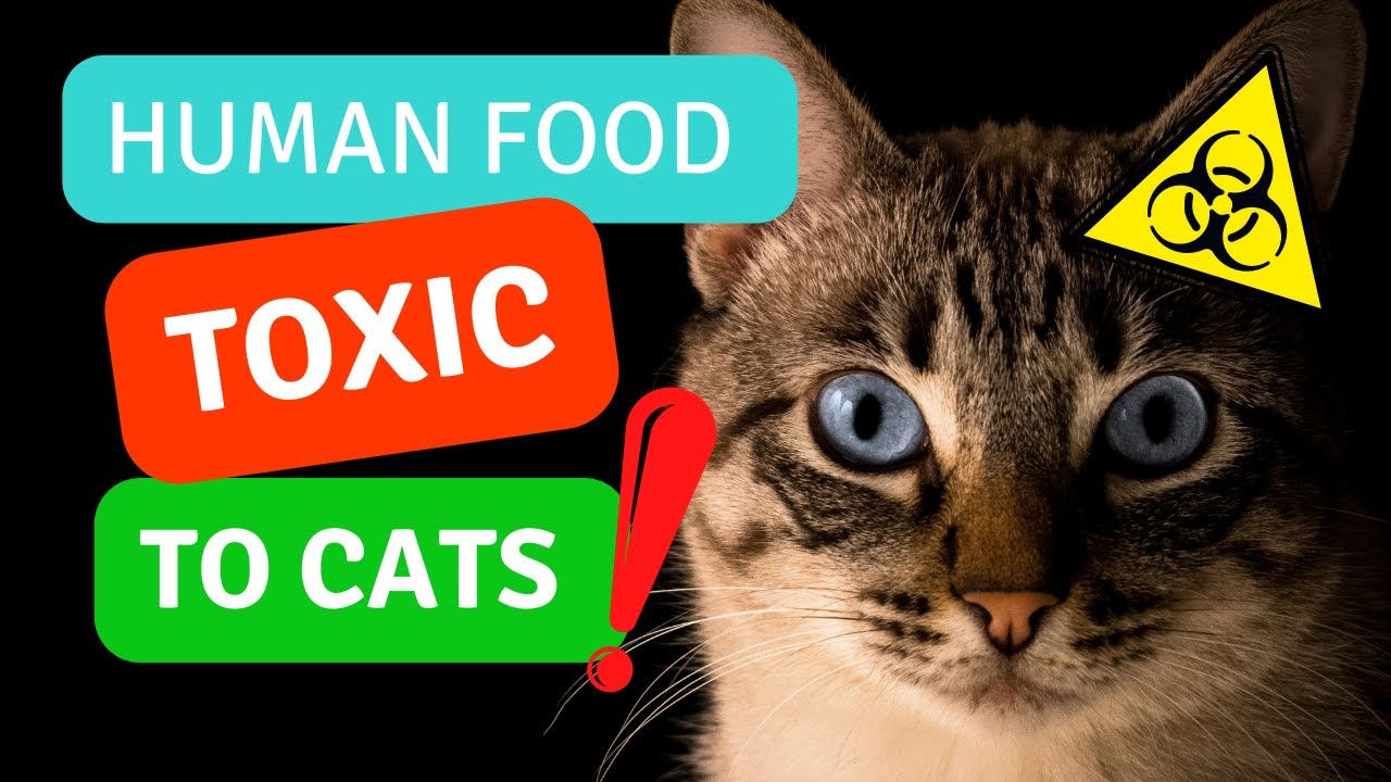 Ποιες τροφές δεν πρέπει να δίνεις στη γάτα σου