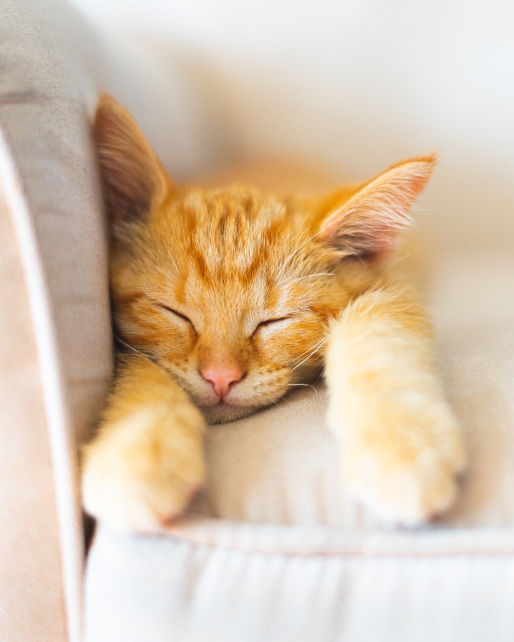 Πώς να μαθεις στη γάτα σου να κοιμάται τη νύχτα