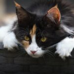 Γιατί κάνει εμετό η γάτα μου