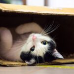 Γιατί οι γάτες λατρεύουν τα χαρτόκουτα