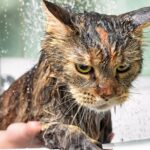 Γιατί οι γάτες μισούν το νερό;