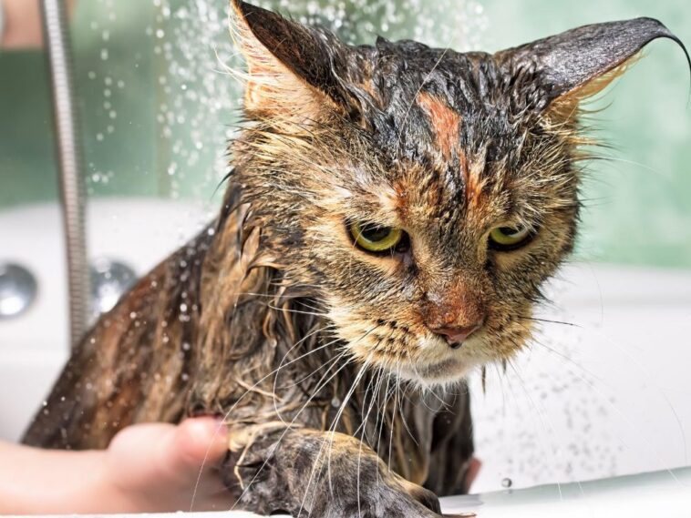 Γιατί οι γάτες μισούν το νερό;