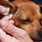 Ποια είναι τα σημάδια ότι ο σκύλος σου μπορεί να έχει αλλεργίες