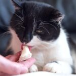Πόσο συχνά πρέπει να ταΐζω τη γάτα μου;