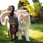 Πώς επικοινωνούν οι γάτες μεταξύ τους