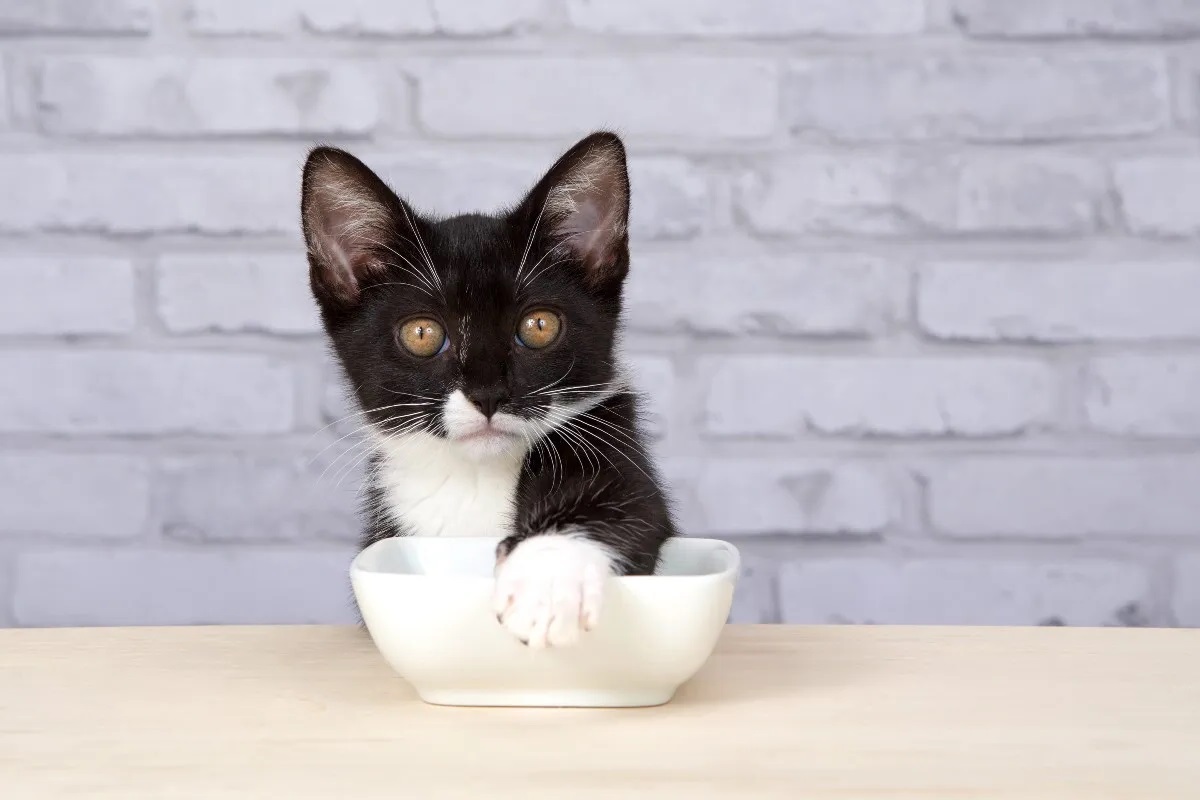 Πώς θα καταφέρεις να αλλάξεις την τροφή που τρώει η γάτα σου