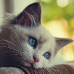 Πώς να καταλάβετε αν η γάτα σας έχει κατάθλιψη -Και πώς να τη βοηθήσετε