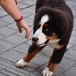 Πώς πλησιάζουμε έναν άγνωστο σκύλο