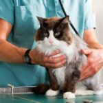 Check up γάτας Ποιες εξετάσεις πρέπει να κάνει προληπτικά στον κτηνίατρο