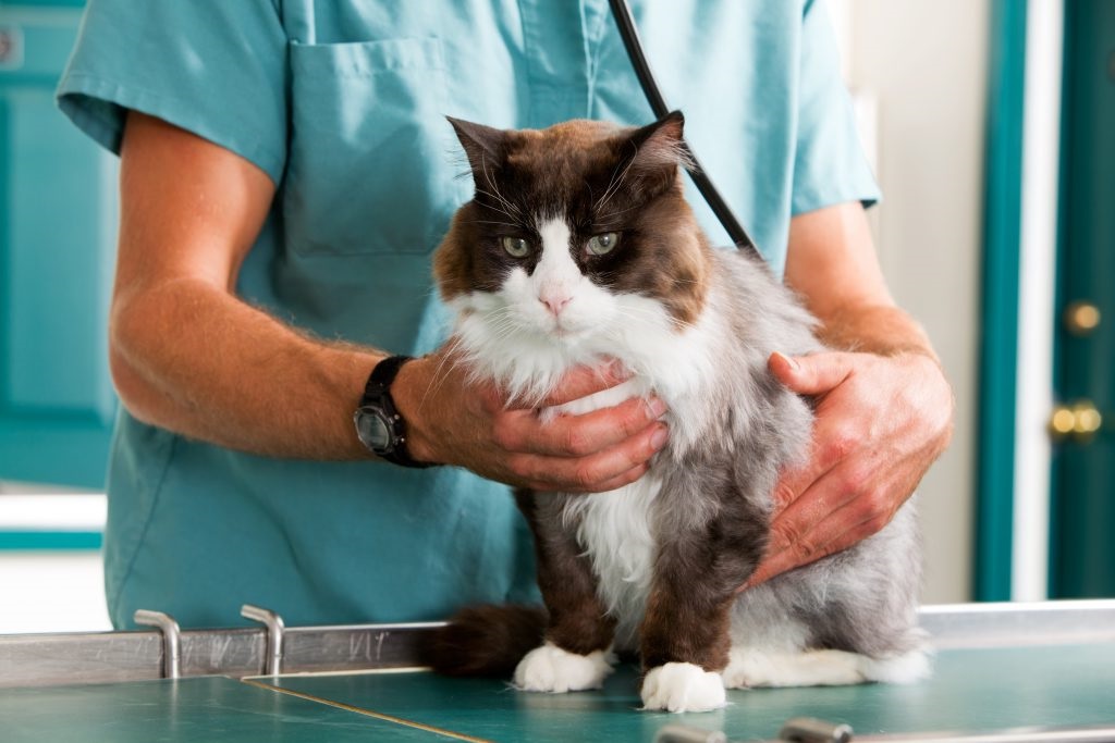 Check up γάτας Ποιες εξετάσεις πρέπει να κάνει προληπτικά στον κτηνίατρο