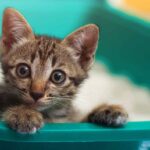 Αίμα στα ούρα της γάτας: Τι μπορεί να σημαίνει