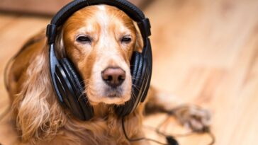 Αρέσει στα σκυλιά η μουσική