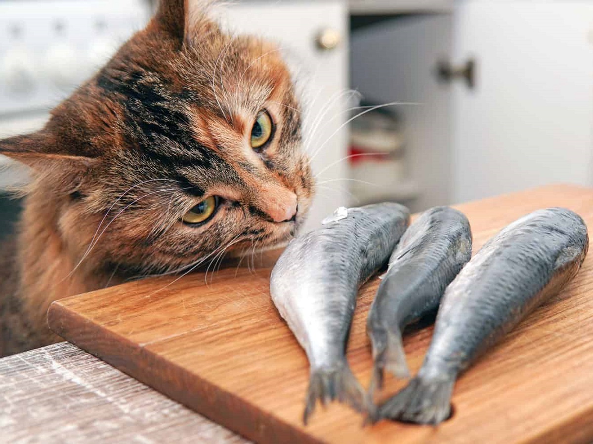 Αρέσουν τελικά τα ψάρια στις γάτες; Τα 5 πιο αγαπημένα