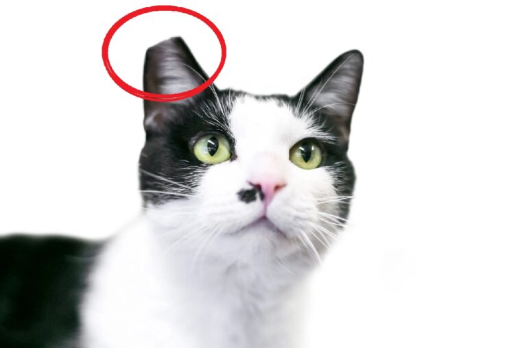 Γιατί οι γάτες αυτές έχουν κομμένο το αυτί