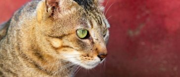 Γιατί οι γάτοι σκοτώνουν τα γατάκια