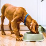 Διατροφή Σκύλων Οδηγός για μια υγιεινή και ισορροπημένη διατροφή