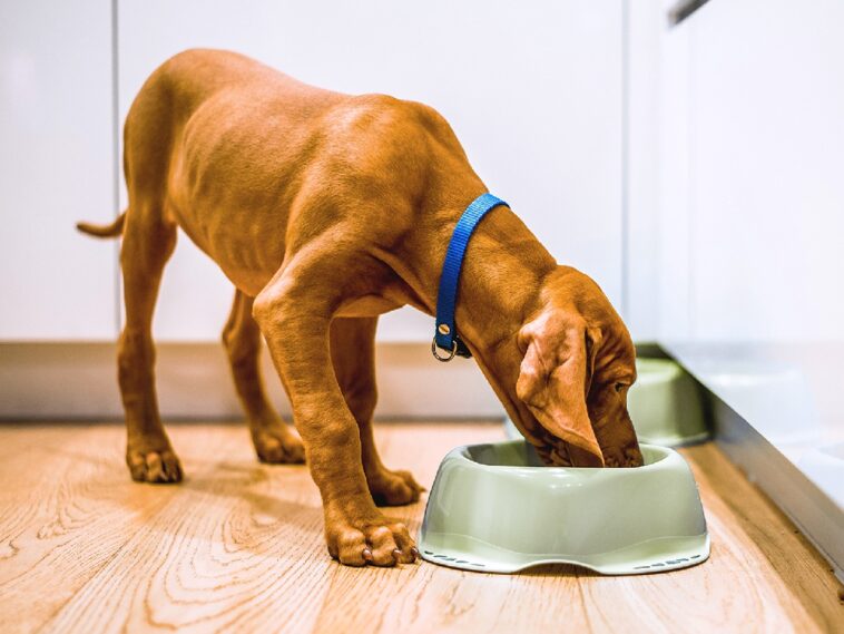 Διατροφή Σκύλων Οδηγός για μια υγιεινή και ισορροπημένη διατροφή