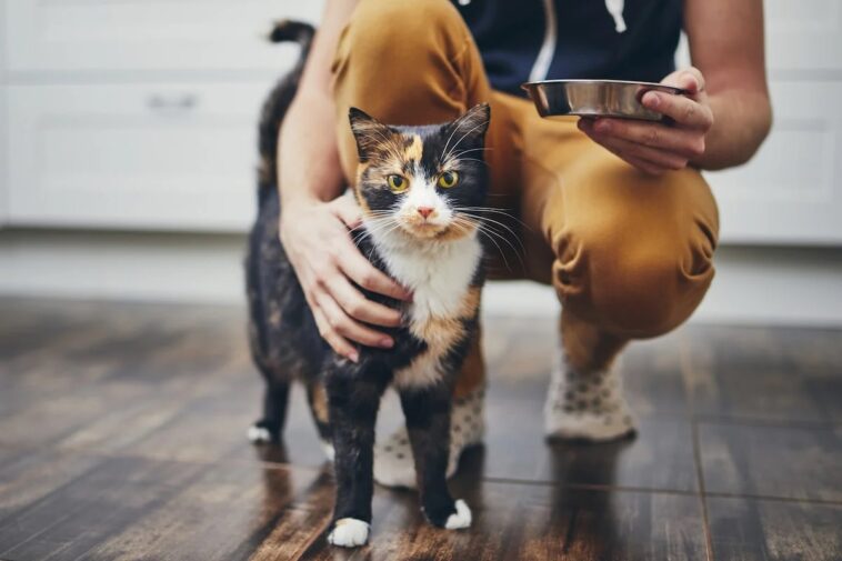 Διατροφή γάτας Οδηγός για μια υγιεινή και ισορροπημένη διατροφή
