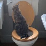 Μπορεί η γάτα να χρησιμοποιεί την λεκάνη της τουαλέτας