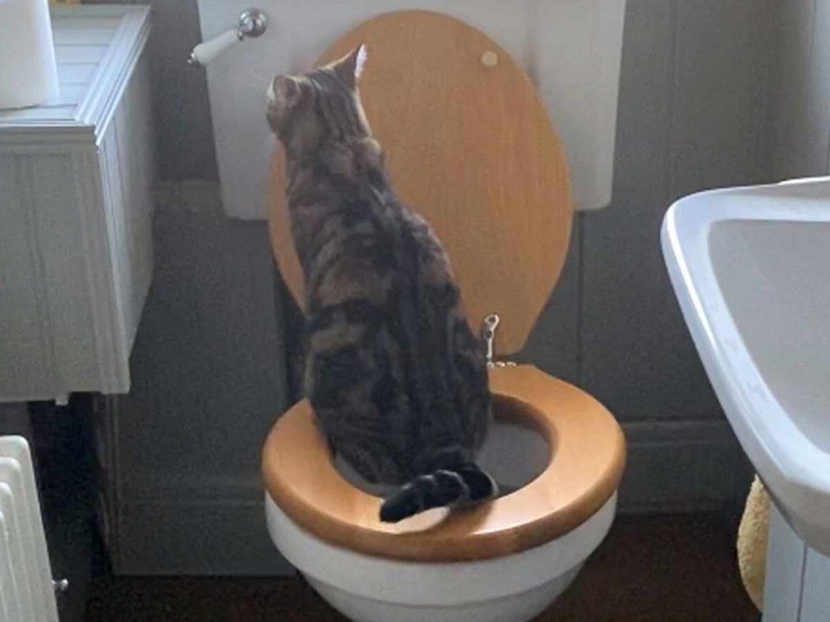 Μπορεί η γάτα να χρησιμοποιεί την λεκάνη της τουαλέτας