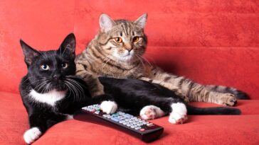 Μπορούν οι γάτες να δουν τηλεόραση;