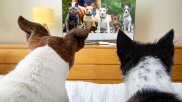 Μπορούν οι σκύλοι να δουν τηλεόραση;