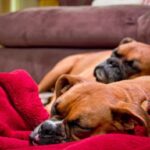 Οι σκύλοι ονειρεύονται – Τι βλέπουν στον ύπνο τους
