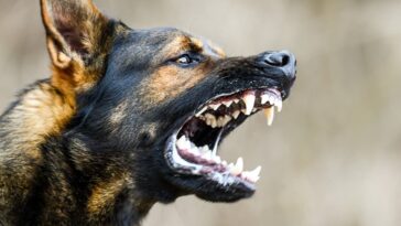 Πώς να ανοίξετε το στόμα σε σκύλο που έχει κλειδώσει