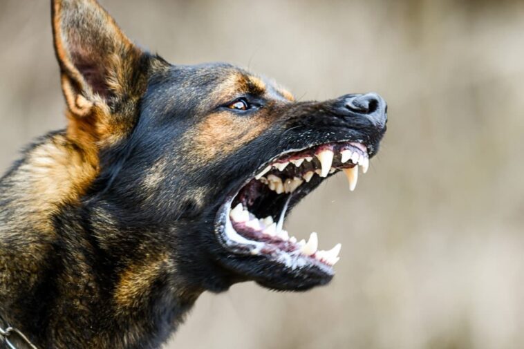Πώς να ανοίξετε το στόμα σε σκύλο που έχει κλειδώσει