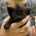 Πώς να σώσετε ένα εγκαταλελειμμένο νεογέννητο γατάκι