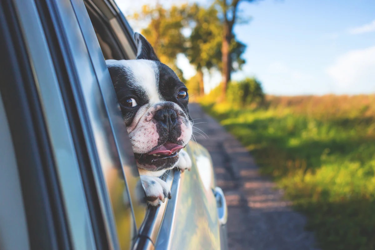 Ταξίδι με τον σκύλο Οδηγός για ασφαλή και ευχάριστα ταξίδια