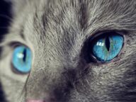 Τι σημαίνει όταν η γάτα σε κοιτάει στα μάτια