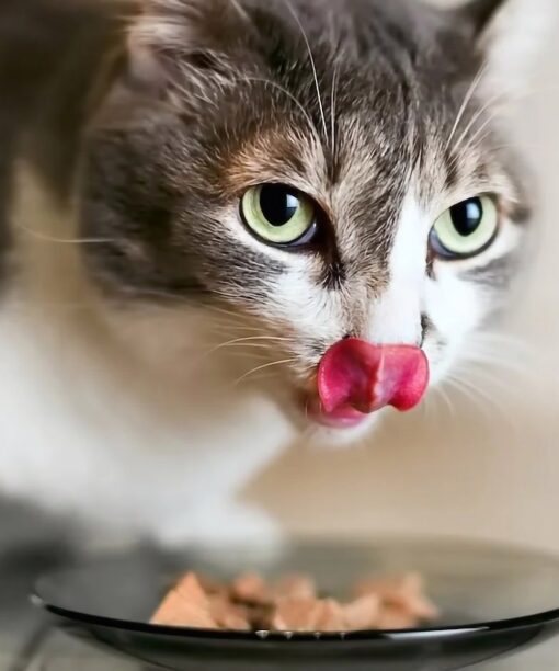 Υγρή τροφή γάτας