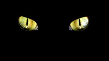 πόσο καλά βλέπουν οι γάτες στο σκοτάδι