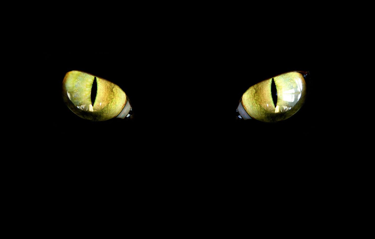 πόσο καλά βλέπουν οι γάτες στο σκοτάδι