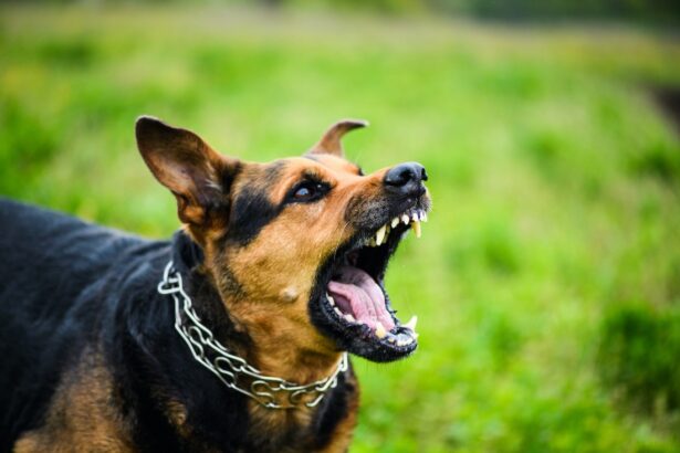 Σκύλος: Γιατί δείχνει τα δόντια του ή γαβγίζει έντονα;