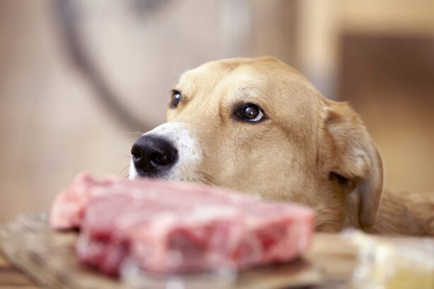 Κάνει ο σκύλος να τρώει ωμό κρέας;