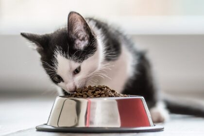 Πότε αρχίζουν τα γατάκια να τρώνε φαγητό;