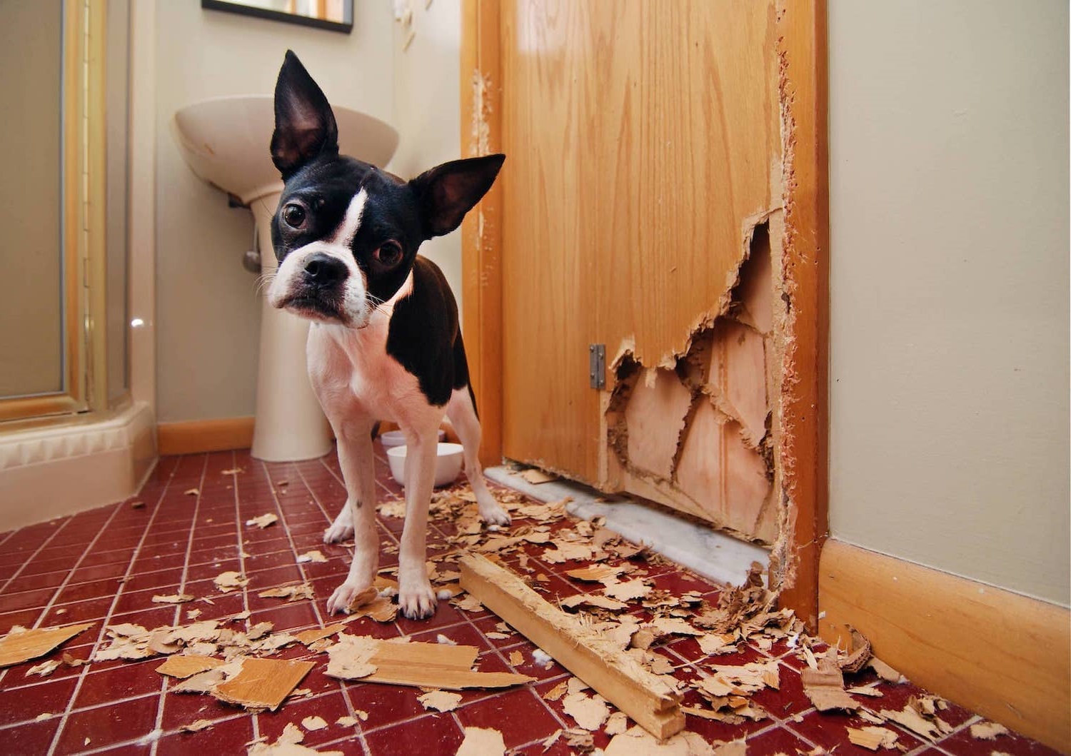 Πώς θα σταματήσει ο σκύλος σου να γρατζουνάει την πόρτα