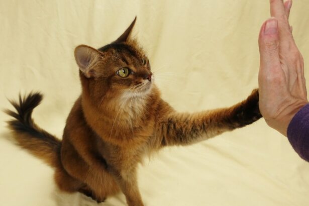 Πώς να εκπαιδεύσετε τη γάτα σας σε βασικές εντολές