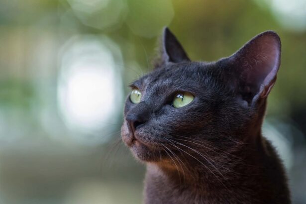 Πώς να σταματήσετε το υπερβολικό νιαούρισμα της γάτας σας