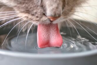 Γιατί οι γάτες πίνουν τόσο λίγο νερό. Πώς θα την κάνεις να πίνει περισσότερο