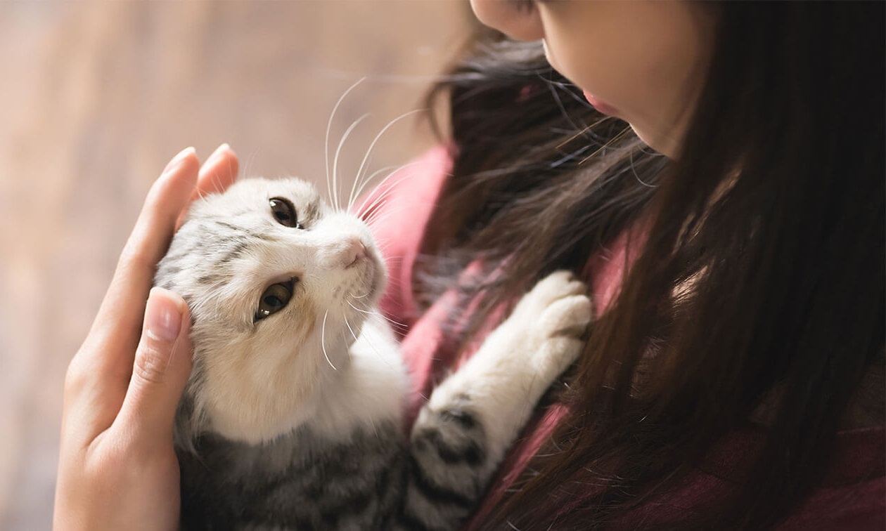 Γάτα: Πώς να καταλάβετε οτι η γάτα σας έχει άγχος