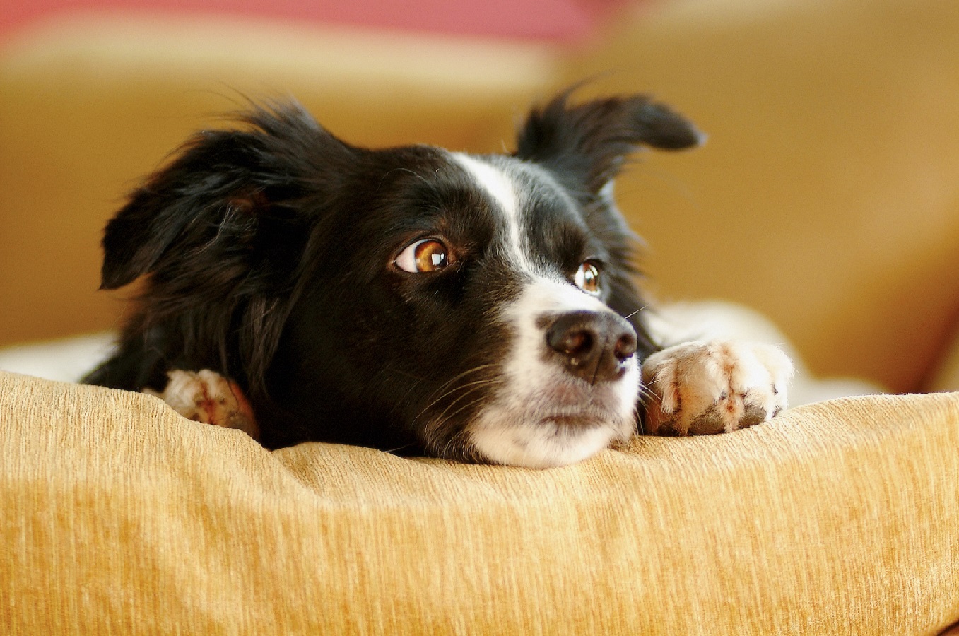 Σκύλος: Πώς να καταλάβετε οτι ο σκύλος σας έχει άγχος