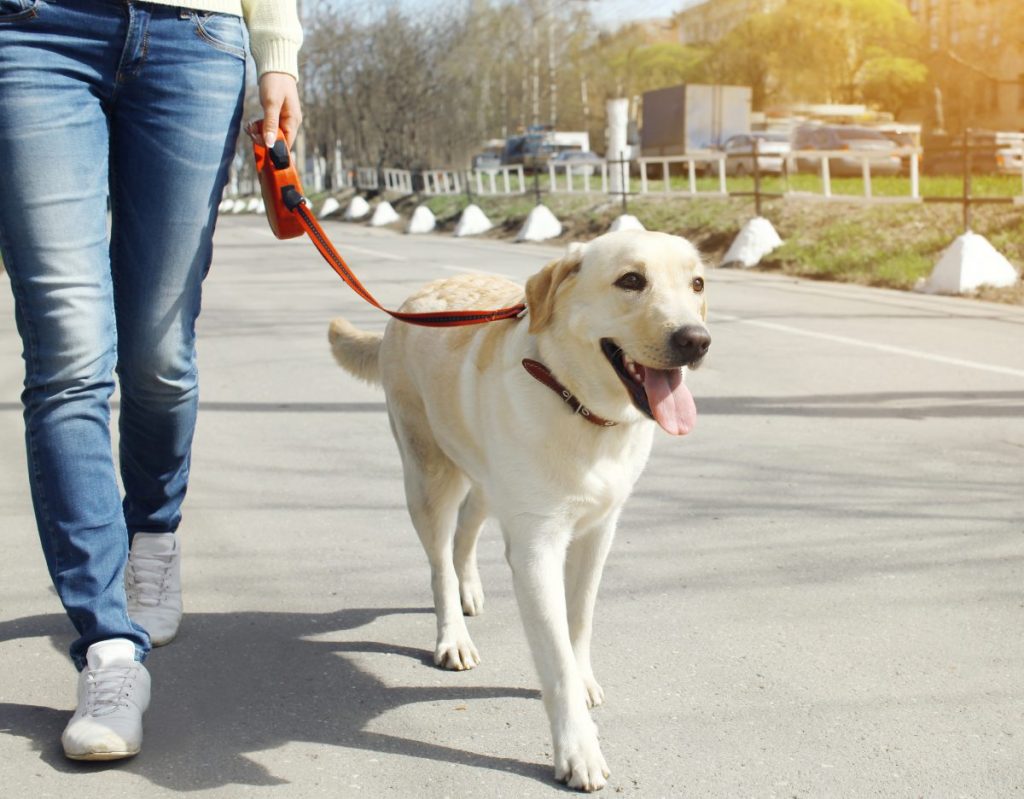 Πώς να εκπαιδεύσετε τον σκύλο σας να περπατάει δίπλα σας με το λουρί: Ένας αναλυτικός οδηγός